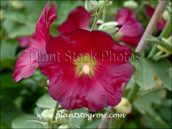A large red single flower.